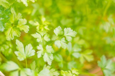 Bulanık çiçek arkaplanı. Dolu çiçekler ve orman ağacının ilk yaprakları. Bahar, ziyafet, kutlama ve güzel çiçek dekorasyonu konsepti. Yumuşak seçici odaklı yakın plan