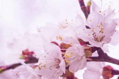 Bahar çiçek konsepti. Kayısı ağacının tam çiçeklenme. Soyut bulanık arka plan üzerinde güzel çiçek. Yumuşak seçici odakla yakın çekim.