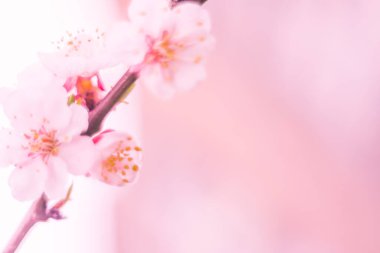 Bulanık çiçek arkaplanı. Dolu çiçekler ve orman ağacının ilk yaprakları. Bahar, ziyafet, kutlama ve güzel çiçek dekorasyonu konsepti. Yumuşak seçici bir odak ile yakın çekim. Ayarlanmış