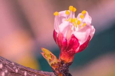 Bulanık çiçek arkaplanı. Dolu çiçekler ve orman ağacının ilk yaprakları. Bahar, ziyafet, kutlama ve güzel çiçek dekorasyonu konsepti. Yumuşak seçici bir odak ile yakın çekim. Ayarlanmış