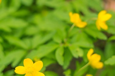 Bulanık çiçek arkaplanı. Dolu çiçekler ve orman ağacının ilk yaprakları. Bahar, ziyafet, kutlama ve güzel çiçek dekorasyonu konsepti. Yumuşak seçici odaklı yakın plan
