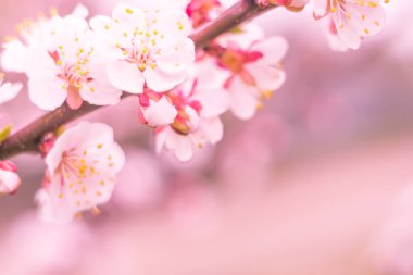 Bulanık çiçek arkaplanı. Dolu çiçekler ve orman ağacının ilk yaprakları. Bahar, ziyafet, kutlama ve güzel çiçek dekorasyonu konsepti. Yumuşak seçici bir odak ile yakın çekim. Ayarlanmış