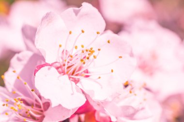 Bulanık çiçek arkaplanı. Dolu çiçekler ve orman ağacının ilk yaprakları. Bahar, ziyafet, kutlama ve güzel çiçek dekorasyonu konsepti. Yumuşak seçici bir odak ile yakın çekim. Ayarlanmış