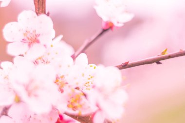 Bulanık çiçek arkaplanı. Dolu çiçekler ve orman ağacının ilk yaprakları. Bahar, ziyafet, kutlama ve güzel çiçek dekorasyonu konsepti. Yumuşak seçici bir odak ile yakın çekim. Ayarlanmış