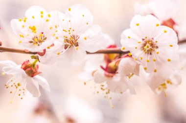 Bahar çiçek konsepti. Kayısı ağacının tam çiçeklenme. Soyut bulanık arka plan üzerinde güzel çiçek. Yumuşak seçici odakla yakın çekim.