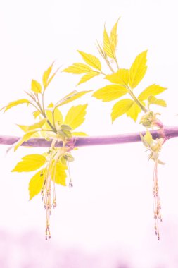 Bulanık çiçek arkaplanı. Dolu çiçekler ve orman ağacının ilk yaprakları. Bahar, ziyafet, kutlama ve güzel çiçek dekorasyonu konsepti. Yumuşak seçici bir odak ile yakın çekim. Ayarlanmış