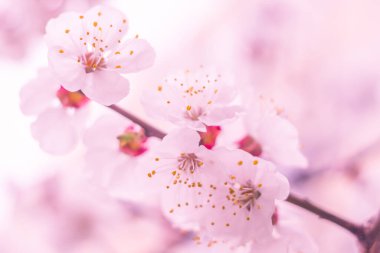 Bulanık çiçek arkaplanı. Dolu çiçekler ve orman ağacının ilk yaprakları. Bahar, ziyafet, kutlama ve güzel çiçek dekorasyonu konsepti. Yumuşak seçici bir odak ile yakın çekim. Ayarlanmış