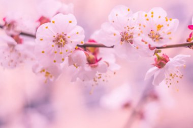 Bulanık çiçek arkaplanı. Dolu çiçekler ve orman ağacının ilk yaprakları. Bahar, ziyafet, kutlama ve güzel çiçek dekorasyonu konsepti. Yumuşak seçici bir odak ile yakın çekim. Ayarlanmış