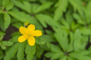 Bahar çiçeği konsepti. Orman bitkilerinin tomurcukları. Soyut, bulanık bir arkaplanda güzel bir çiçek. Yumuşak seçici odaklı yakın plan.