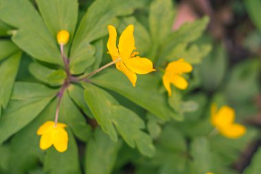 Bulanık çiçek arkaplanı. Dolu çiçekler ve orman ağacının ilk yaprakları. Bahar, ziyafet, kutlama ve güzel çiçek dekorasyonu konsepti. Yumuşak seçici bir odak ile yakın çekim. Ayarlanmış