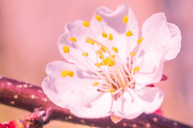 Bulanık çiçek arkaplanı. Dolu çiçekler ve orman ağacının ilk yaprakları. Bahar, ziyafet, kutlama ve güzel çiçek dekorasyonu konsepti. Yumuşak seçici bir odak ile yakın çekim. Ayarlanmış