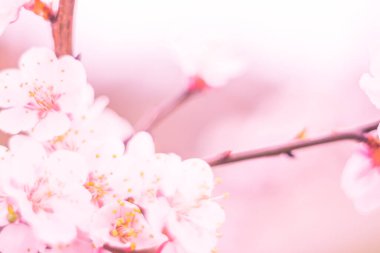 Bulanık çiçek arkaplanı. Dolu çiçekler ve orman ağacının ilk yaprakları. Bahar, ziyafet, kutlama ve güzel çiçek dekorasyonu konsepti. Yumuşak seçici bir odak ile yakın çekim. Ayarlanmış