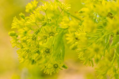 Bulanık çiçek arkaplanı. Dolu çiçekler ve orman ağacının ilk yaprakları. Bahar, ziyafet, kutlama ve güzel çiçek dekorasyonu konsepti. Yumuşak seçici odaklı yakın plan