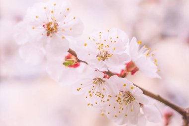 Bulanık çiçek arkaplanı. Dolu çiçekler ve orman ağacının ilk yaprakları. Bahar, ziyafet, kutlama ve güzel çiçek dekorasyonu konsepti. Yumuşak seçici odaklı yakın plan