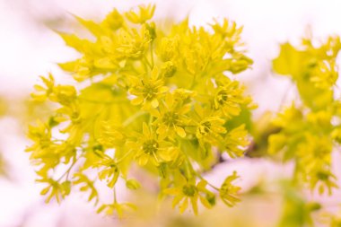 Bulanık çiçek arkaplanı. Dolu çiçekler ve orman ağacının ilk yaprakları. Bahar, ziyafet, kutlama ve güzel çiçek dekorasyonu konsepti. Yumuşak seçici bir odak ile yakın çekim. Ayarlanmış