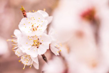 Bahar çiçek konsepti. Kayısı ağacının tam çiçeklenme. Soyut bulanık arka plan üzerinde güzel çiçek. Yumuşak seçici odakla yakın çekim.