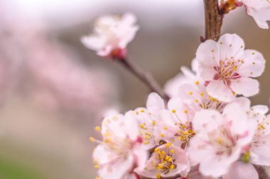 Bahar çiçek konsepti. Kayısı ağacının tam çiçeklenme. Soyut bulanık arka plan üzerinde güzel çiçek. Yumuşak seçici odakla yakın çekim.