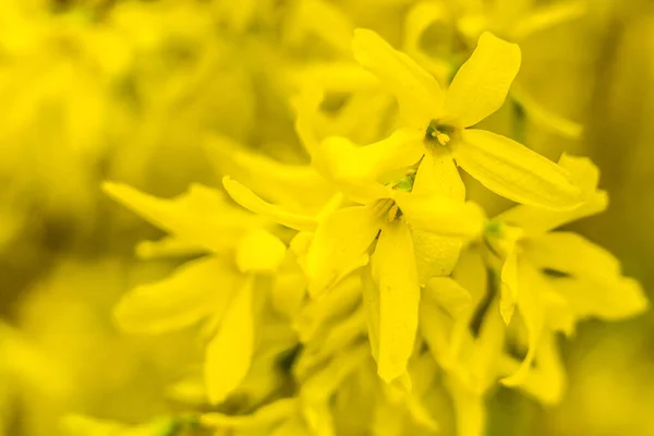 Wiosenna Koncepcja Kwiatowa Pełne Kwitnienie Lasu Piękny Kwiat Abstrakcyjnym Niewyraźnym — Zdjęcie stockowe