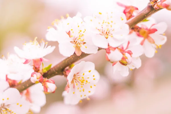 抽象的なぼやけた花の背景 満開と森の木の最初の葉 ごちそう お祝いや美しい花の装飾の概念 軟らかい選択的フォーカスを持つ閉鎖 — ストック写真