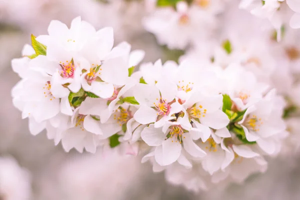 抽象的なぼやけた花の背景 満開と森の木の最初の葉 ごちそう お祝いや美しい花の装飾の概念 軟らかい選択的フォーカスを持つ閉鎖 — ストック写真