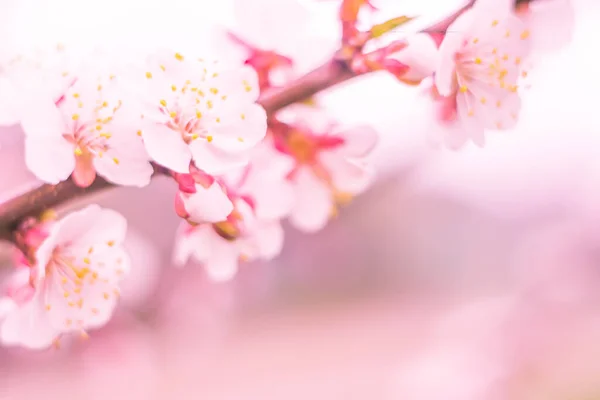 Astratto Sfondo Floreale Sfocato Piena Fioritura Prime Foglie Albero Forestale — Foto Stock