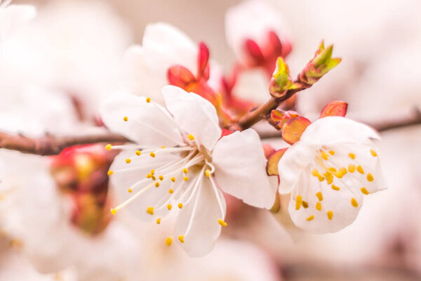 Spring floral concept. Full blooming of apricot tree. Beautiful flower on an abstract blurred background. Closeup with soft selective focus.