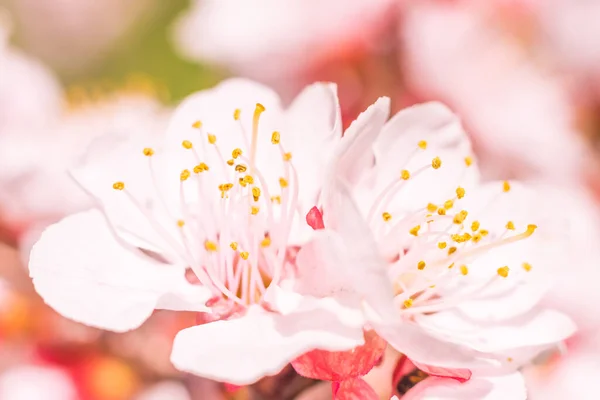 抽象的なぼやけた花の背景 満開と森の木の最初の葉 ごちそう お祝いや美しい花の装飾の概念 軟らかい選択的フォーカスを持つ閉鎖 — ストック写真