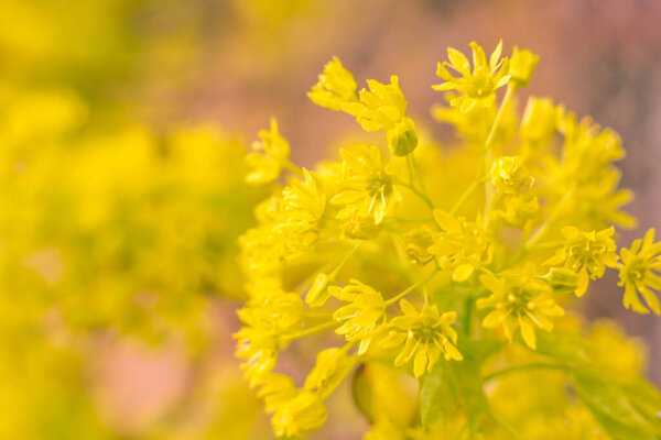 Abstract blurred floral background. Full blooming and first leafs of forest tree. Spring, feast, celebration and beautiful flower decoration concept. Closeup with soft selective focus. Toned