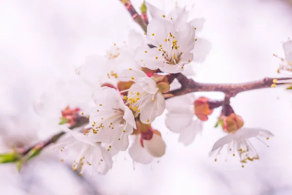 抽象的なぼやけた花の背景 満開と森の木の最初の葉 ごちそう お祝いや美しい花の装飾の概念 軟らかい選択的フォーカスを持つ閉鎖 — ストック写真