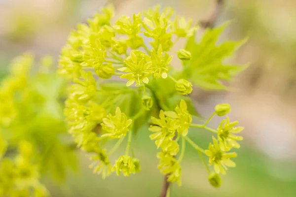 Jarní Květinový Koncept Plně Kvetoucí První Listy Lesních Stromů Krásná — Stock fotografie