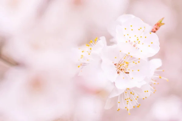 抽象的なぼやけた花の背景 満開と森の木の最初の葉 ごちそう お祝いや美しい花の装飾の概念 軟らかい選択的フォーカスを持つ閉鎖 — ストック写真