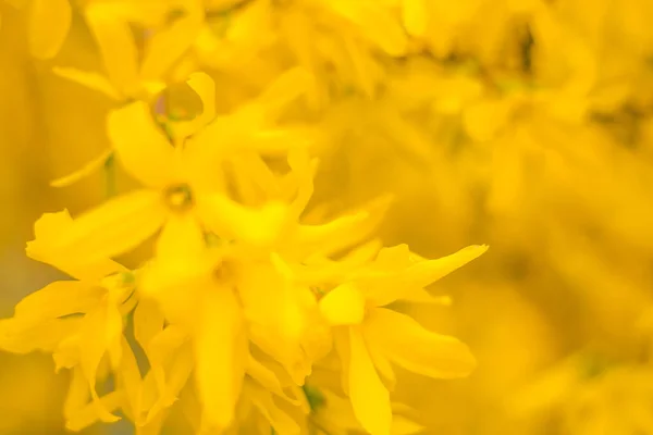 Abstrakte Verschwommene Florale Hintergrund Volle Blüte Und Erste Blätter Des — Stockfoto