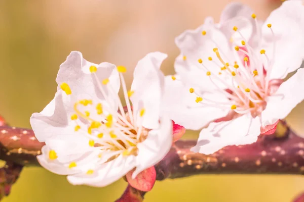 Abstrakt Suddig Blommig Bakgrund Full Blomning Och Första Löv Skogsträd — Stockfoto