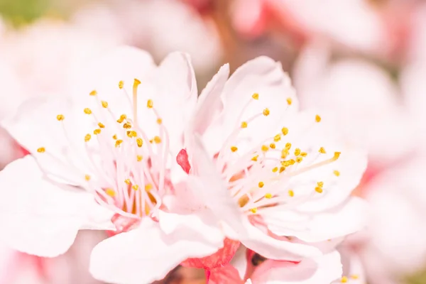 抽象的なぼやけた花の背景 満開と森の木の最初の葉 ごちそう お祝いや美しい花の装飾の概念 軟らかい選択的フォーカスを持つ閉鎖 — ストック写真