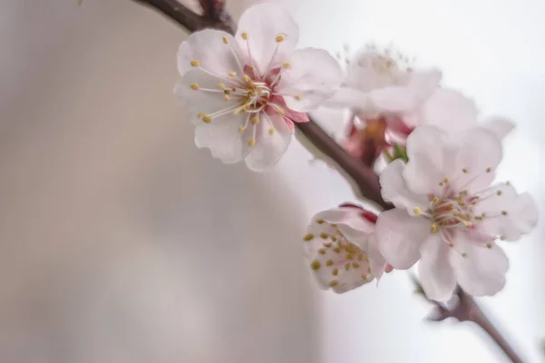 春の花のコンセプト アプリコットの木が満開 抽象的なぼやけた背景に美しい花 ソフトセレクティブフォーカス付きクローズアップ — ストック写真