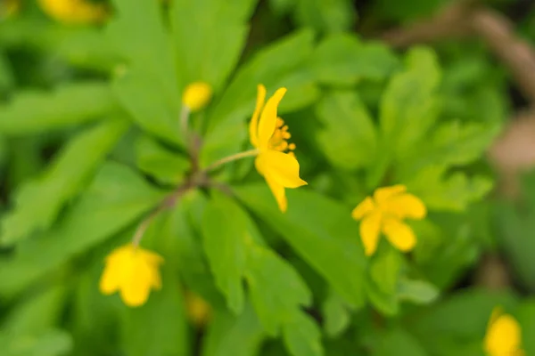 Abstrakt Suddig Blommig Bakgrund Full Blomning Och Första Löv Skogsträd — Stockfoto