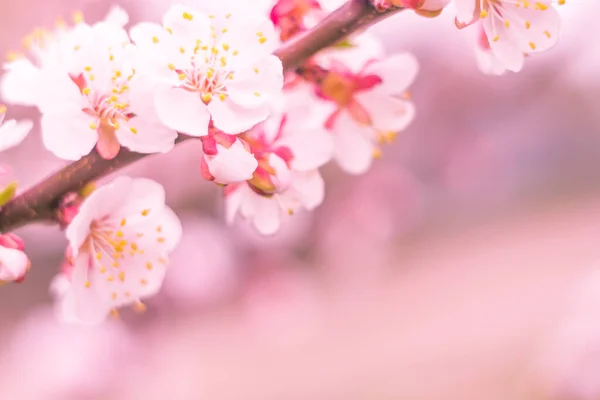 抽象的なぼやけた花の背景 満開と森の木の最初の葉 ごちそう お祝いや美しい花の装飾の概念 ソフト選択フォーカスで終了します トーン — ストック写真