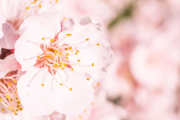 Abstraktní Rozmazané Květinové Pozadí Plně Kvetoucí První Listy Lesních Stromů — Stock fotografie