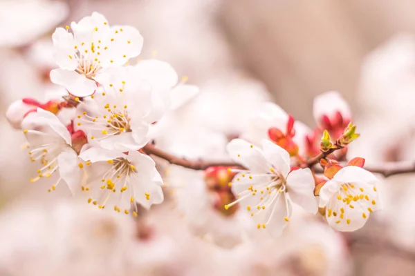 Lente Bloemen Concept Volledige Bloei Van Abrikozenboom Mooie Bloem Een — Stockfoto