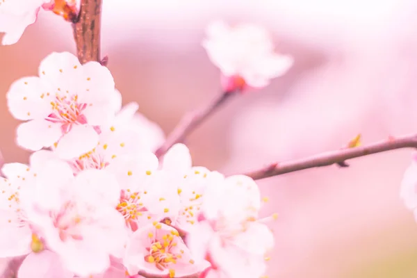 Abstract Blurred Floral Background Full Blooming First Leafs Forest Tree — Stock Photo, Image