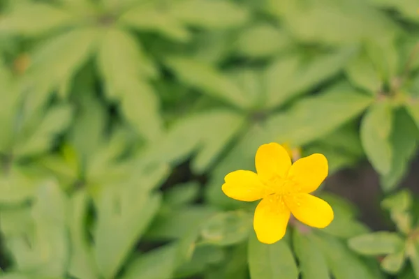 Abstract Blurred Floral Background Full Blooming First Leafs Forest Tree — 스톡 사진