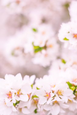 Bulanık çiçek arkaplanı. Dolu çiçekler ve orman ağacının ilk yaprakları. Bahar, ziyafet, kutlama ve güzel çiçek dekorasyonu konsepti. Yumuşak seçici odaklı yakın plan