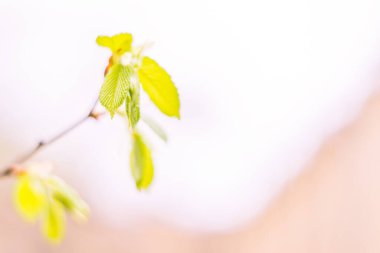 Bulanık çiçek arkaplanı. Dolu çiçekler ve orman ağacının ilk yaprakları. Bahar, ziyafet, kutlama ve güzel çiçek dekorasyonu konsepti. Yumuşak seçici odaklı yakın plan