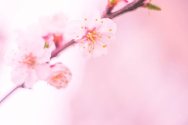 Bulanık çiçek arkaplanı. Dolu çiçekler ve orman ağacının ilk yaprakları. Bahar, ziyafet, kutlama ve güzel çiçek dekorasyonu konsepti. Yumuşak seçici bir odak ile yakın çekim. Ayarlanmış