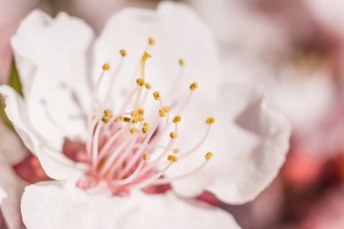 Bahar çiçek konsepti. Kayısı ağacının tam çiçek açmış. Soyut bulanık arka planda güzel çiçek. Yumuşak seçici odak ile detaylı closeup.