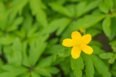 Bulanık çiçek arkaplanı. Dolu çiçekler ve orman ağacının ilk yaprakları. Bahar, ziyafet, kutlama ve güzel çiçek dekorasyonu konsepti. Yumuşak seçici odaklı yakın plan