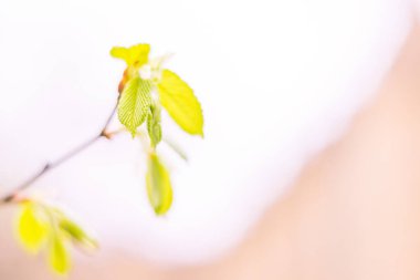 Bulanık çiçek arkaplanı. Dolu çiçekler ve orman ağacının ilk yaprakları. Bahar, ziyafet, kutlama ve güzel çiçek dekorasyonu konsepti. Yumuşak seçici odaklı yakın plan