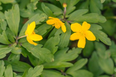 Bulanık çiçek arkaplanı. Dolu çiçekler ve orman ağacının ilk yaprakları. Bahar, ziyafet, kutlama ve güzel çiçek dekorasyonu konsepti. Yumuşak seçici bir odak ile yakın çekim. Ayarlanmış