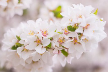 Bahar çiçeği konsepti. Nanking kiraz ağacı tomurcuklanıyor. Soyut, bulanık bir arkaplanda güzel bir çiçek. Yumuşak seçici odaklı yakın plan.