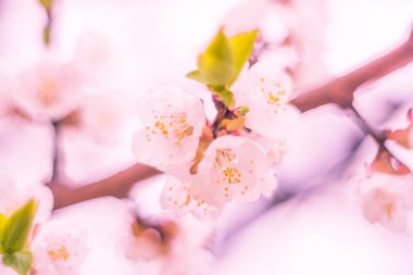 Bulanık çiçek arkaplanı. Dolu çiçekler ve orman ağacının ilk yaprakları. Bahar, ziyafet, kutlama ve güzel çiçek dekorasyonu konsepti. Yumuşak seçici bir odak ile yakın çekim. Ayarlanmış